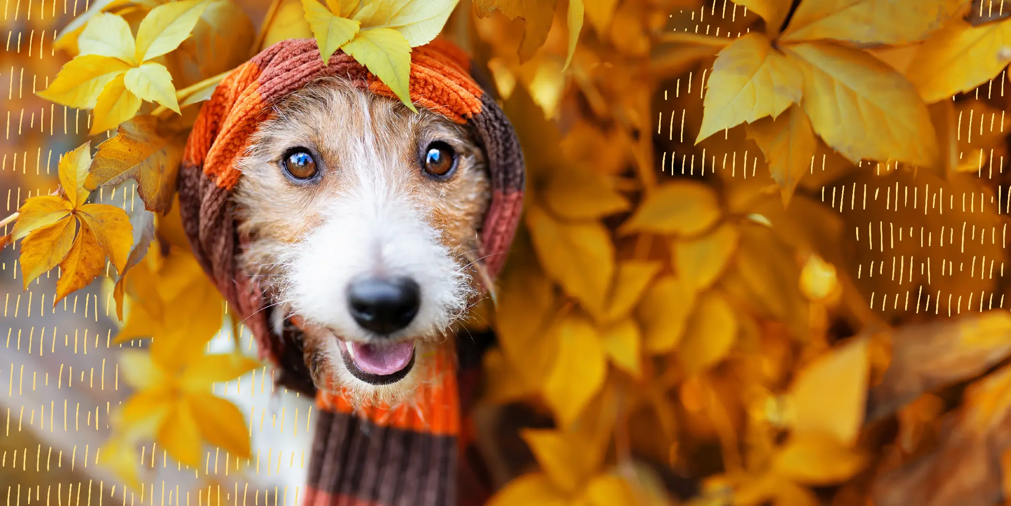 Happy Smiling Pet Dog Wearing Warm Scarf in a Cold Autumn or Fall Season