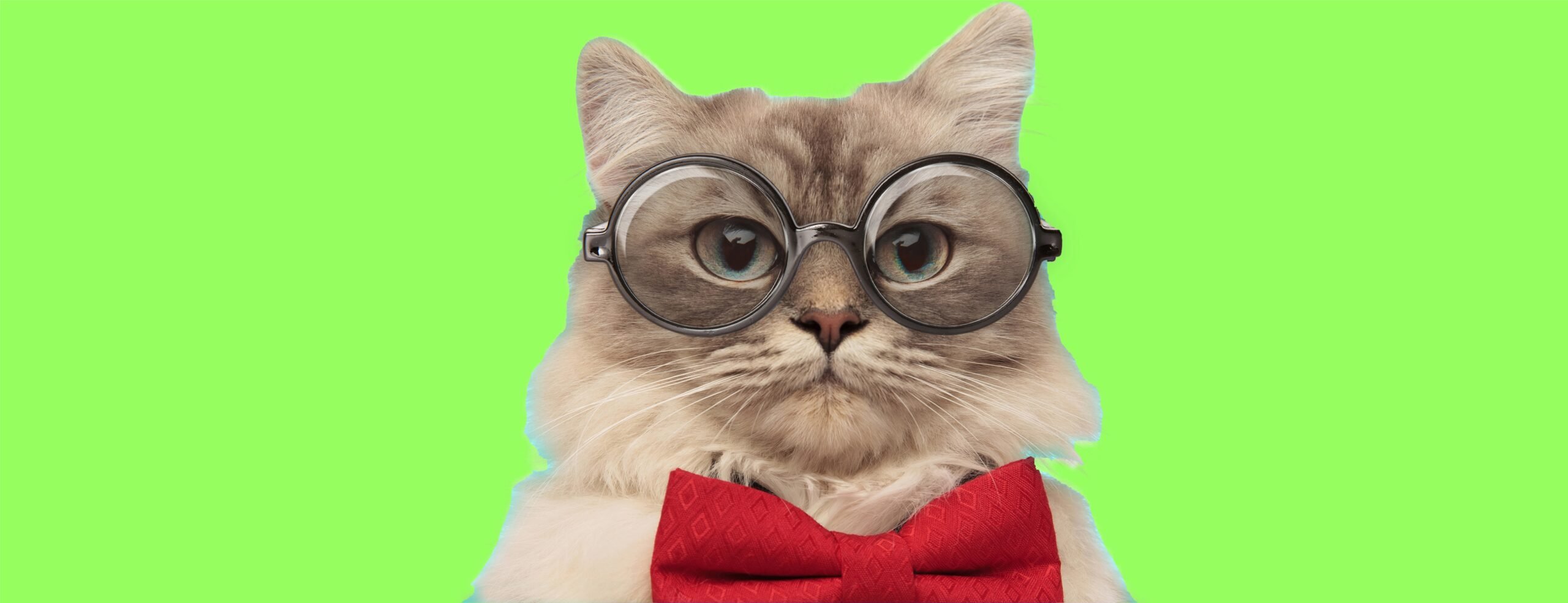 Cat-With-Glasses-scaled-1