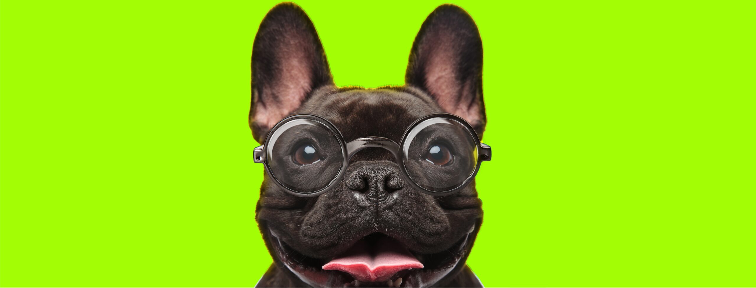 Happy-Dog-scaled-1